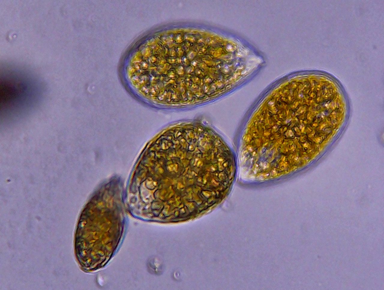 Ostreopsis ovata, la sentinella del Mediterraneo che cambia